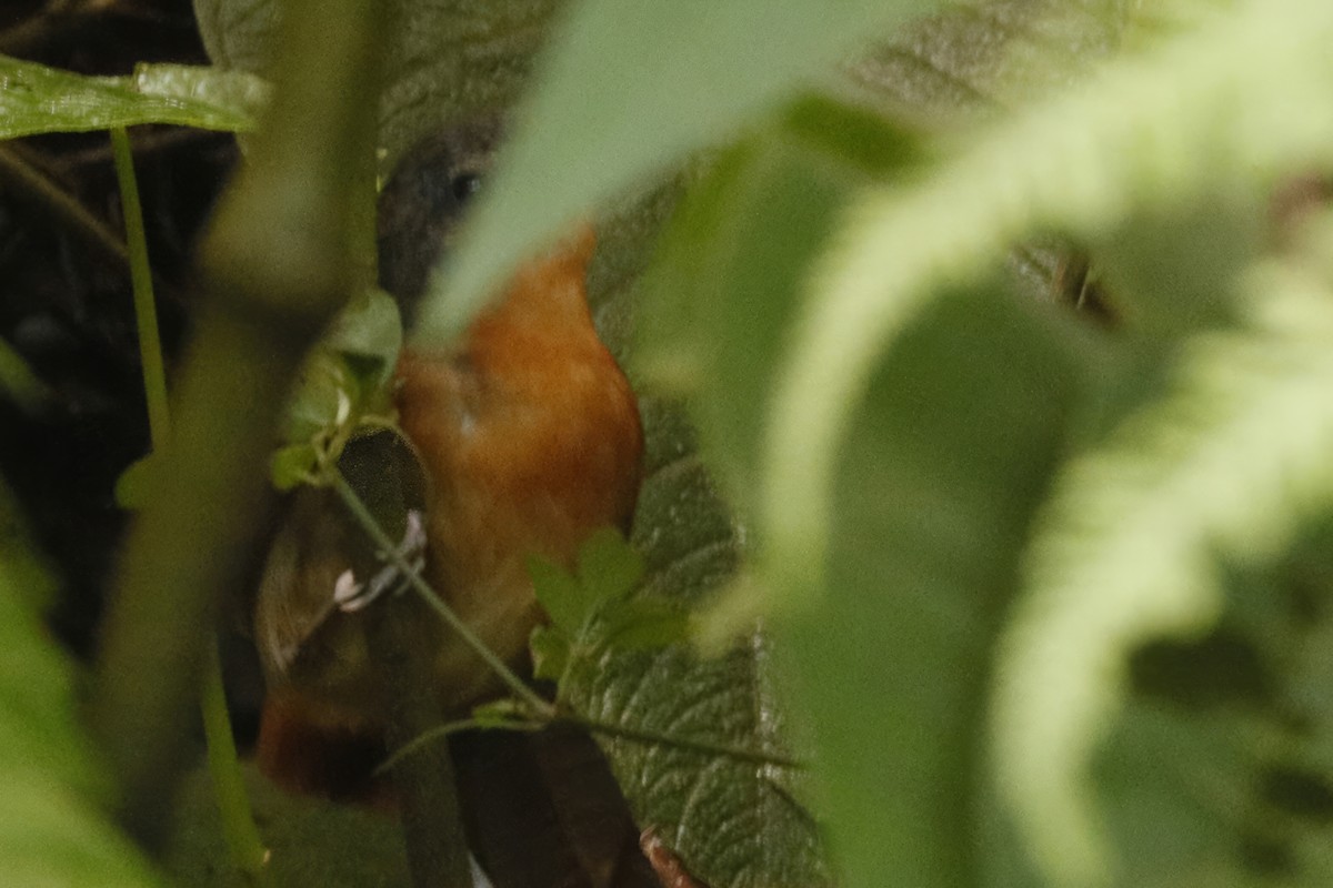 Chestnut-tailed Antbird - ML612159878