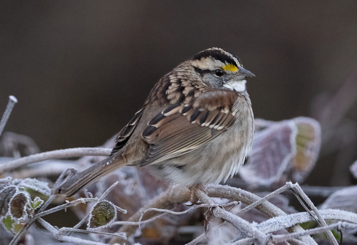 White-throated Sparrow - ML612159938