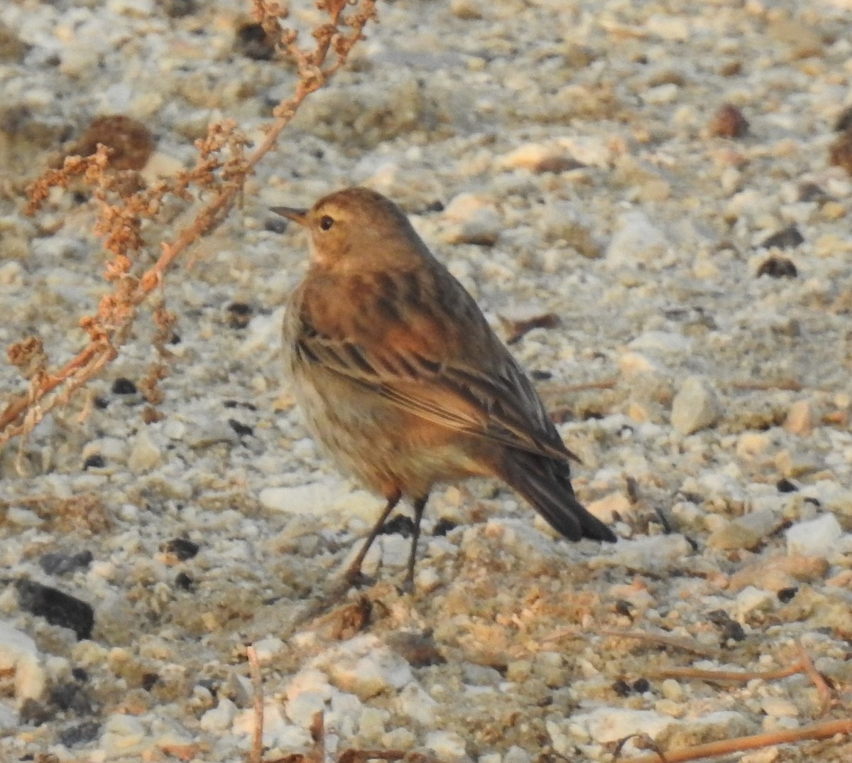 Water Pipit - ML612160068