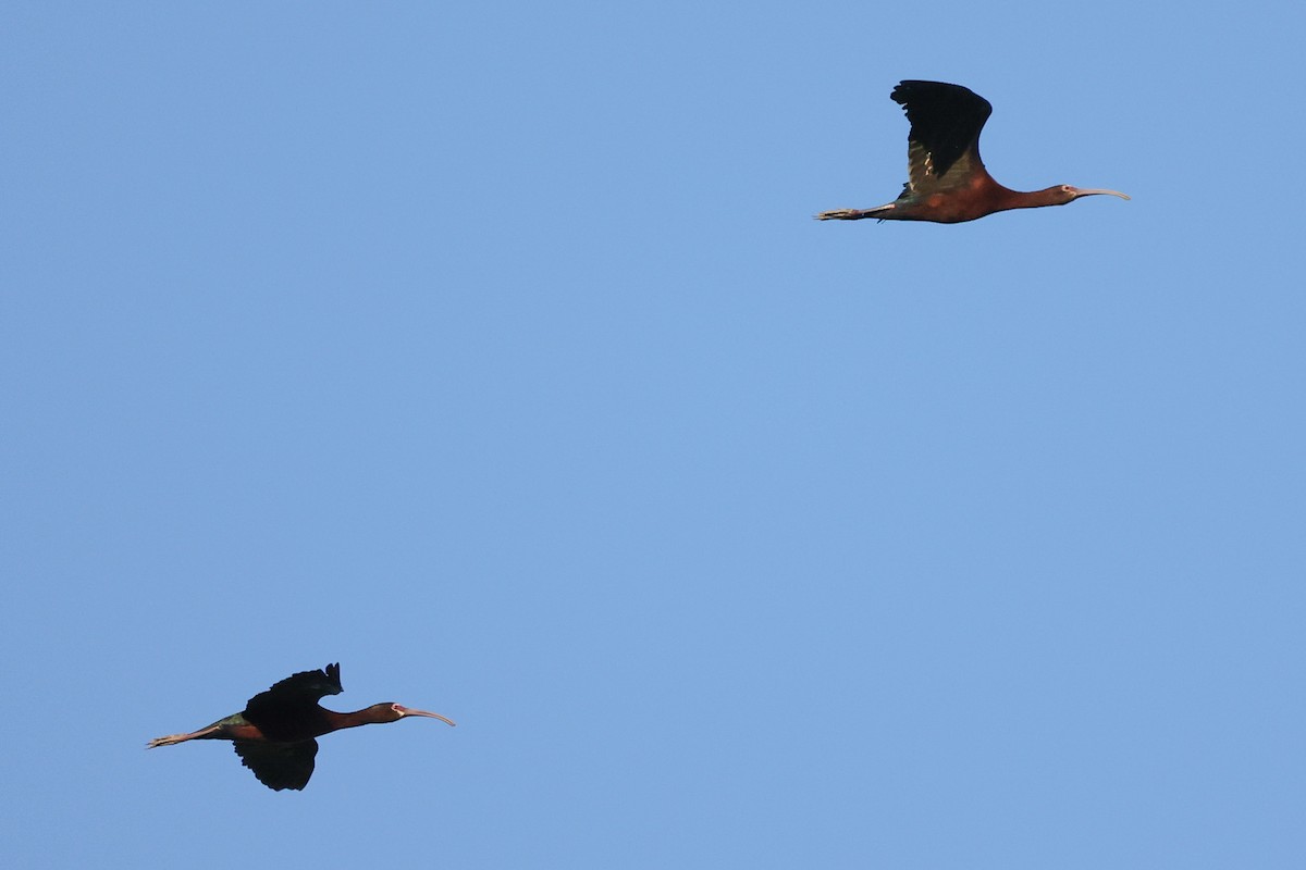 ibis americký - ML612160076