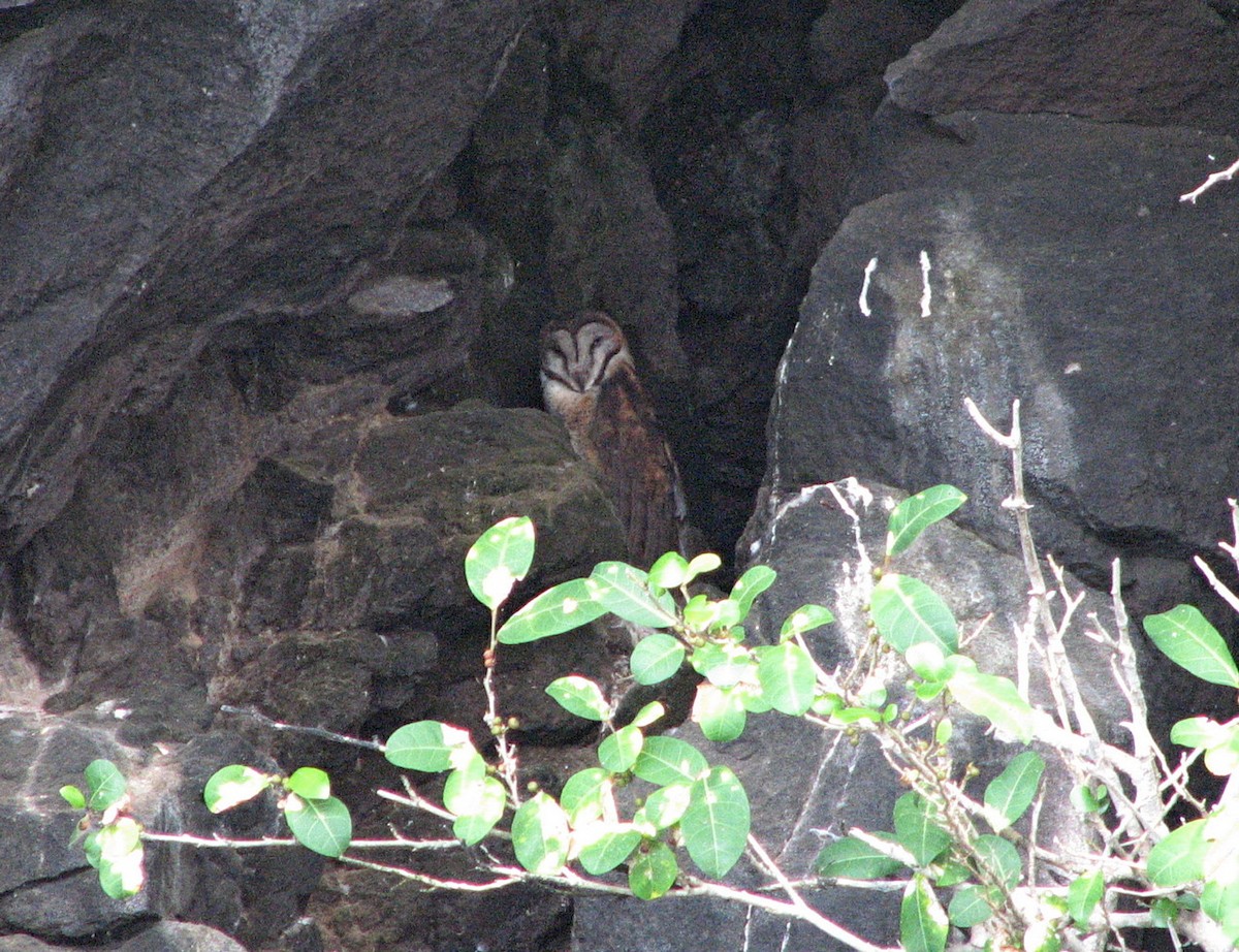 Sulawesi Masked-Owl - ML612160090