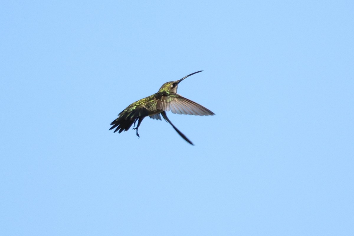 kolibřík cerradový - ML612160092