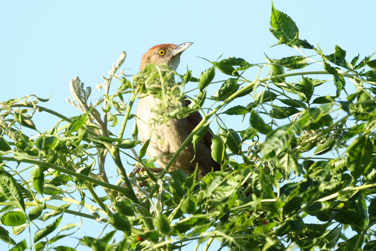 Greater Thornbird - Daniel Engelbrecht - Birding Ecotours