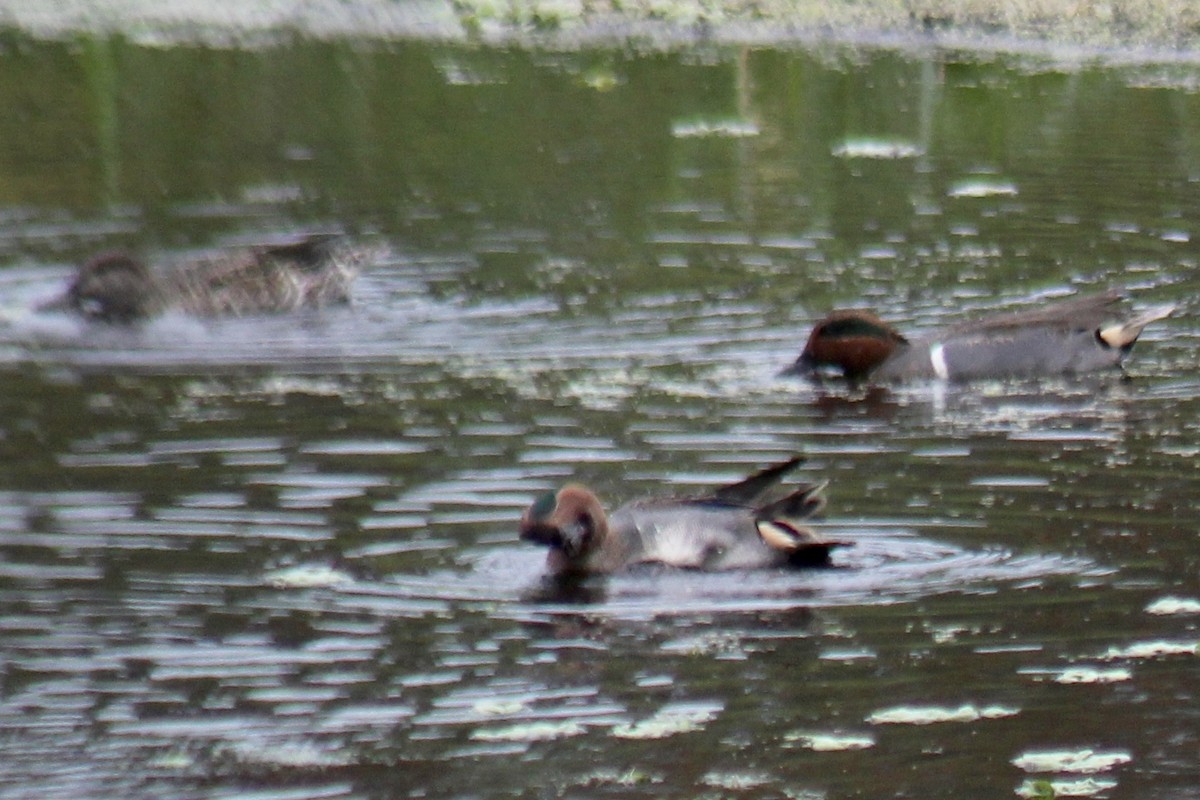 Green-winged Teal - ML612160130