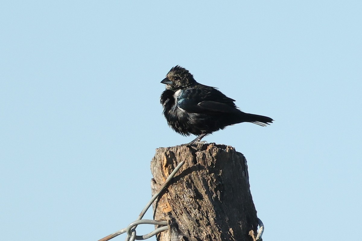 Blue-black Grassquit - Daniel Engelbrecht - Birding Ecotours