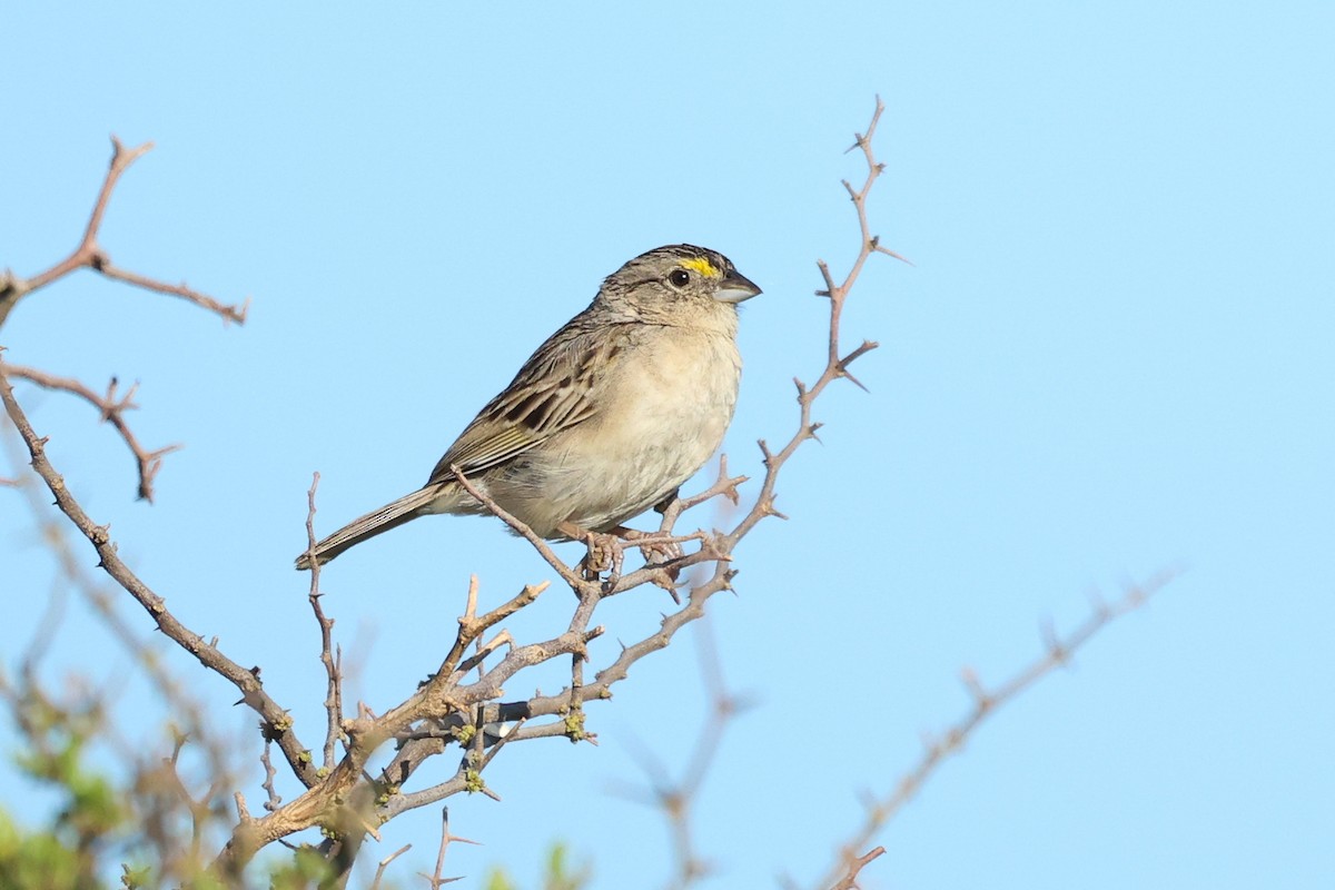 Grassland Sparrow - Daniel Engelbrecht - Birding Ecotours