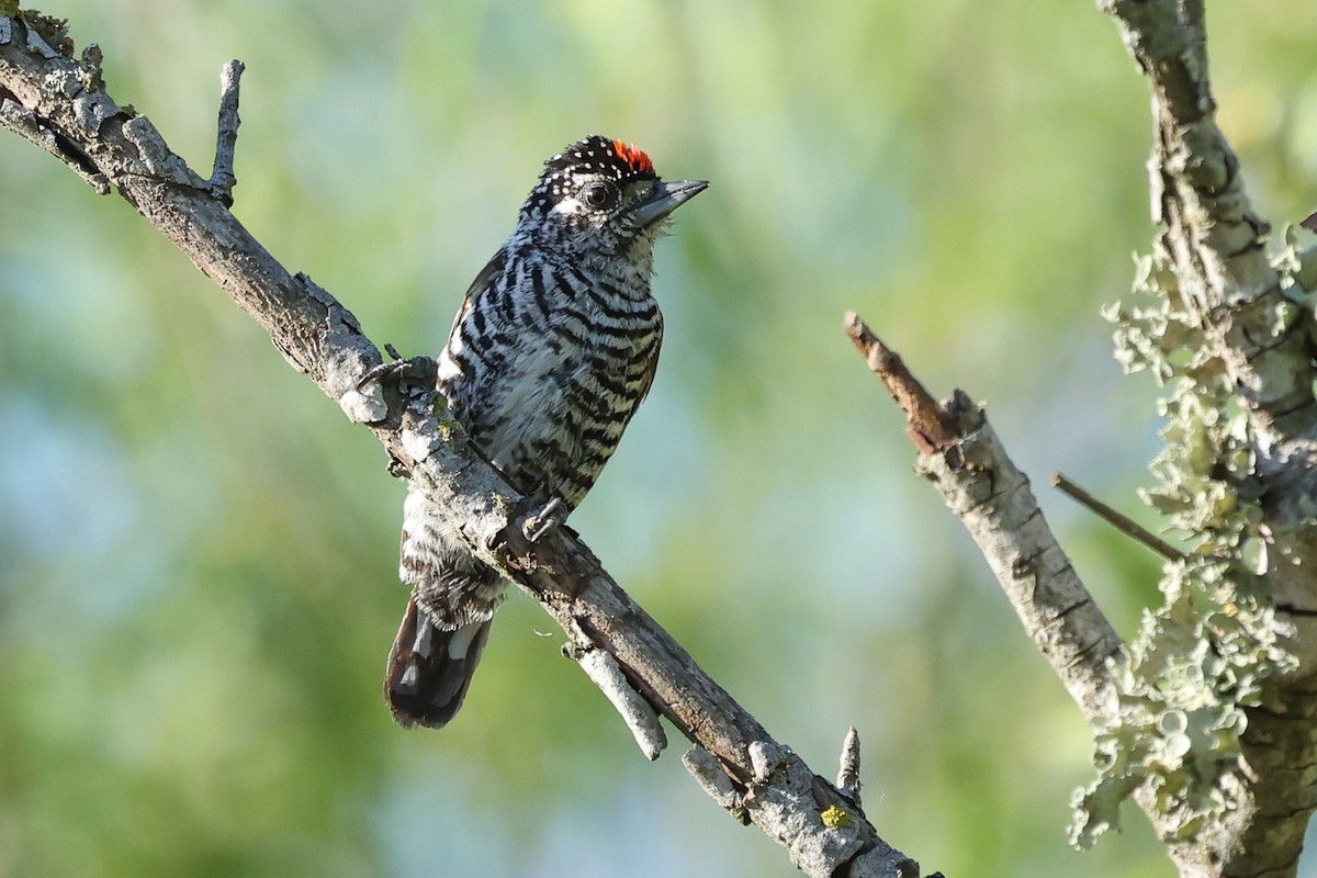 White-barred Piculet - ML612160351