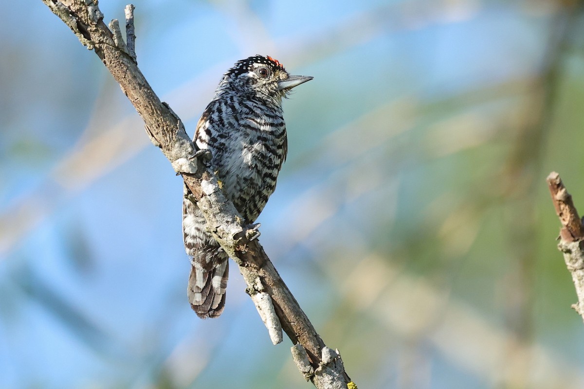 White-barred Piculet - ML612160352