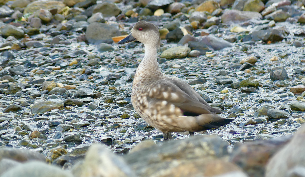 Crested Duck - ML612160462