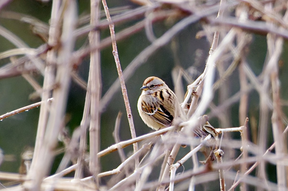 American Tree Sparrow - ML612160974