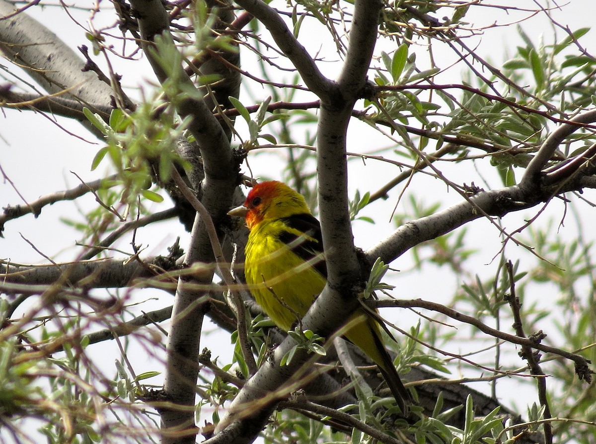 Western Tanager - ML612161090