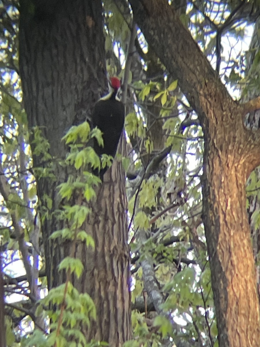 Pileated Woodpecker - ML612161192