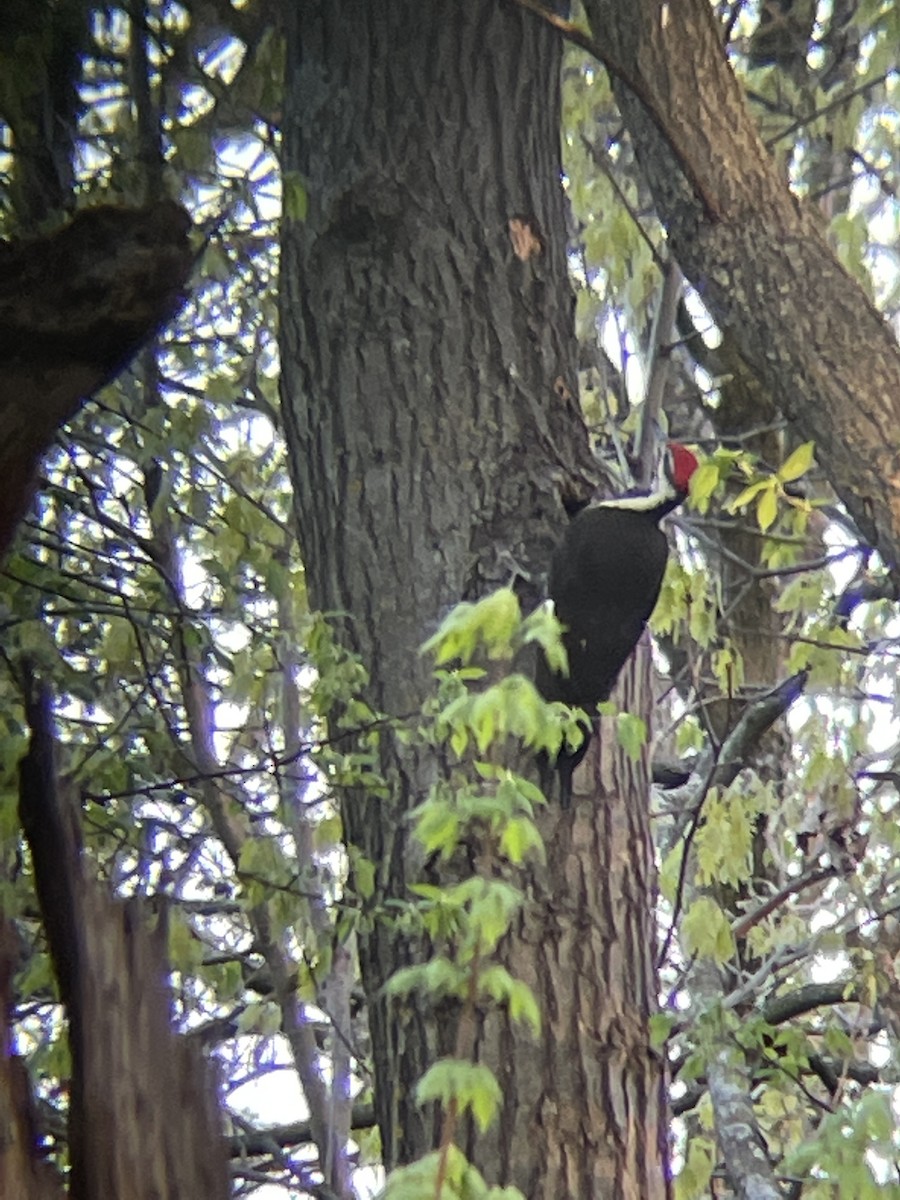 Pileated Woodpecker - ML612161193