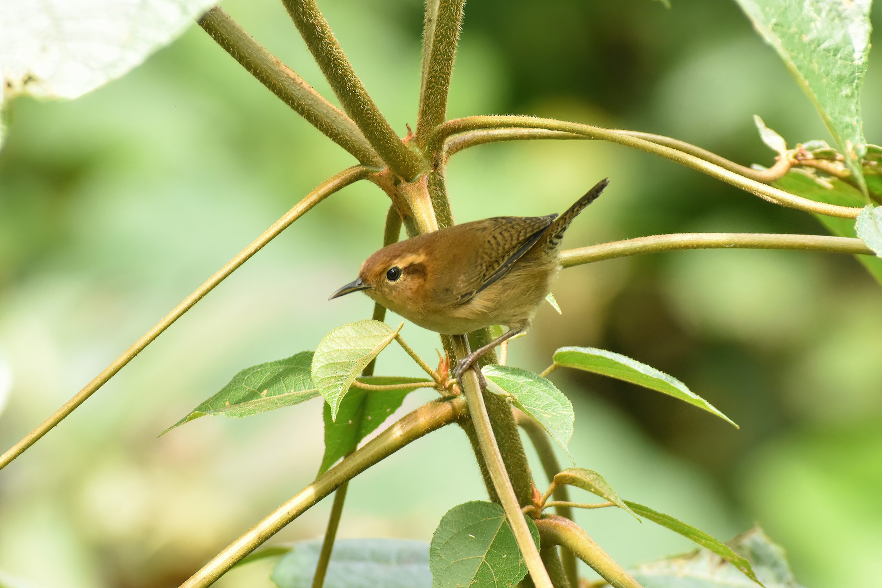 Ochraceous Wren - eBird