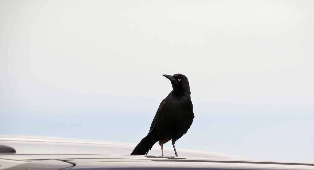 Great-tailed Grackle - ML612161659