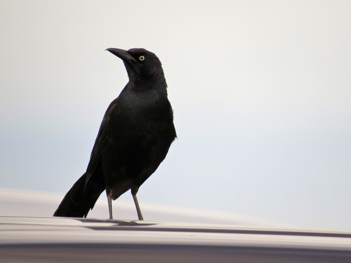 Great-tailed Grackle - ML612161671