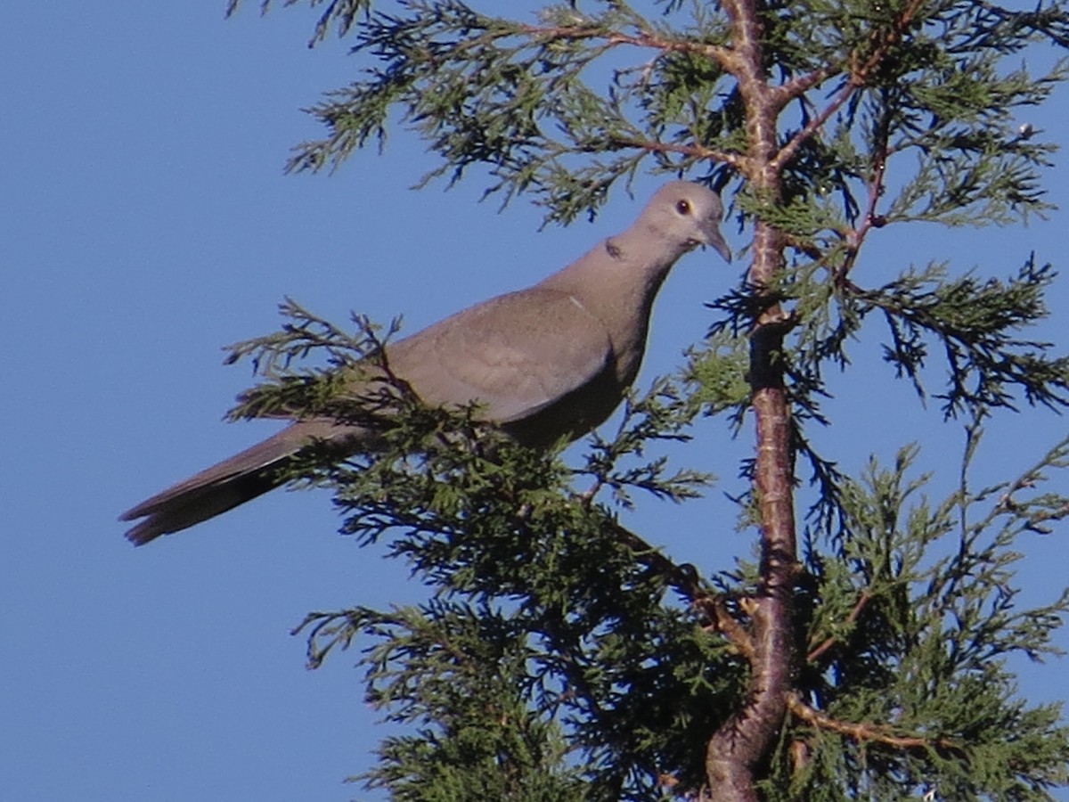 Eurasian Collared-Dove - ML612161832
