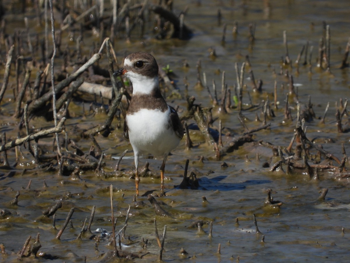 Semipalmated Plover - ML612162111