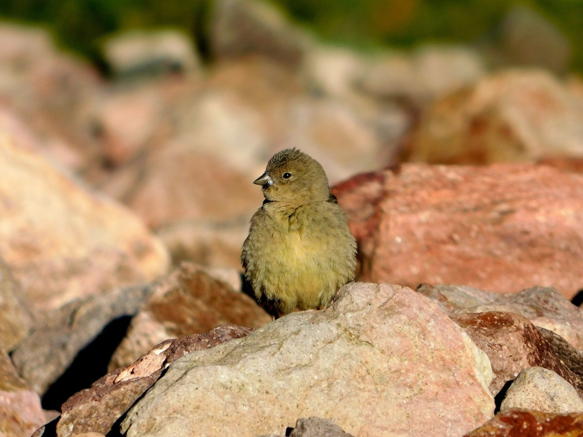 Greater Yellow-Finch - ML612162701