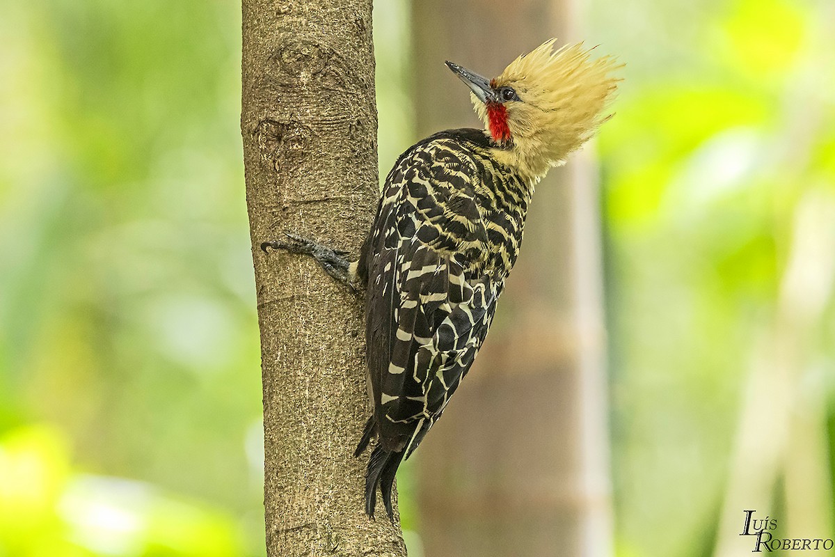 Blond-crested Woodpecker - ML612162714