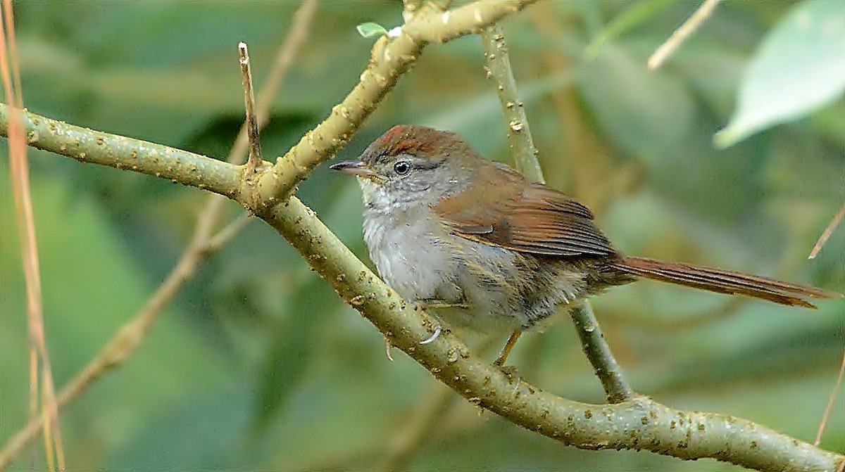 Pale-breasted Spinetail - ML61216311