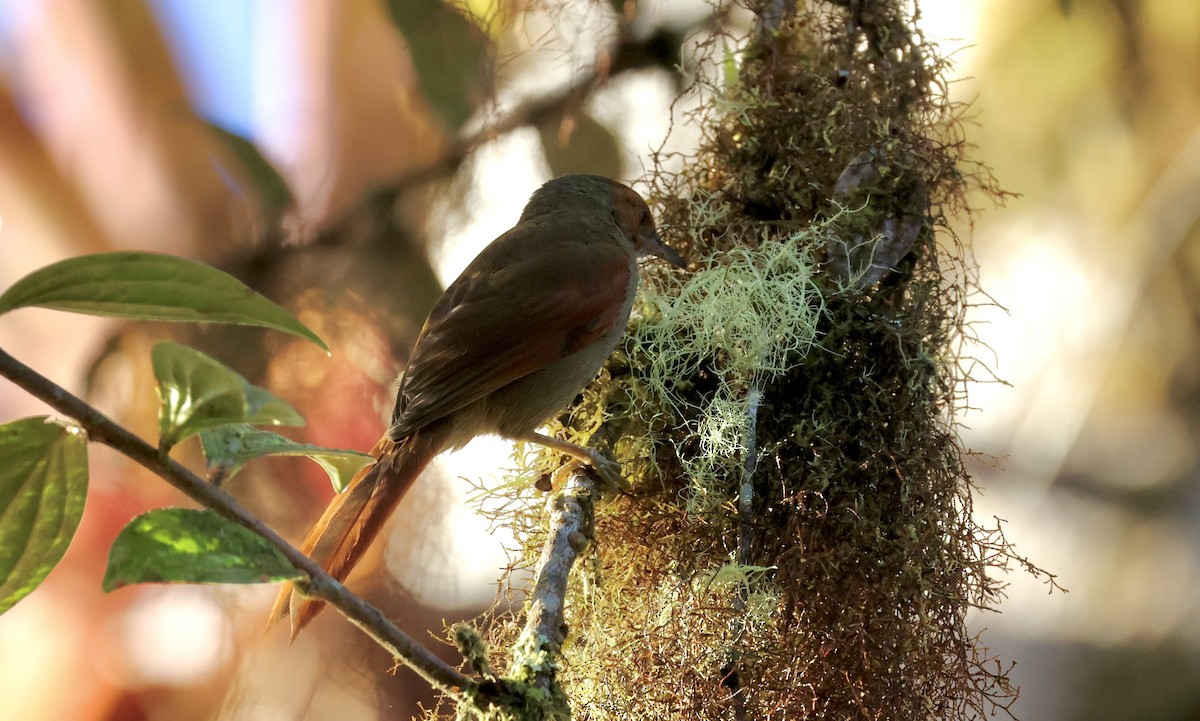 Red-faced Spinetail - ML612163365