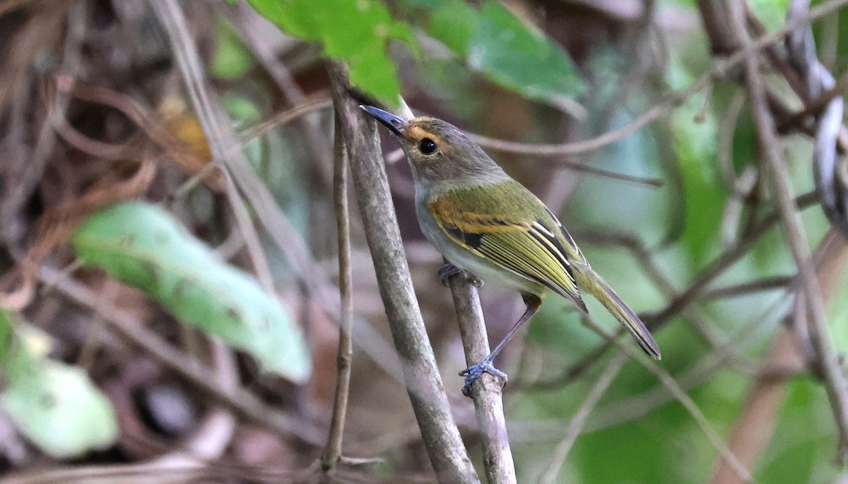 Rusty-fronted Tody-Flycatcher - ML612163426