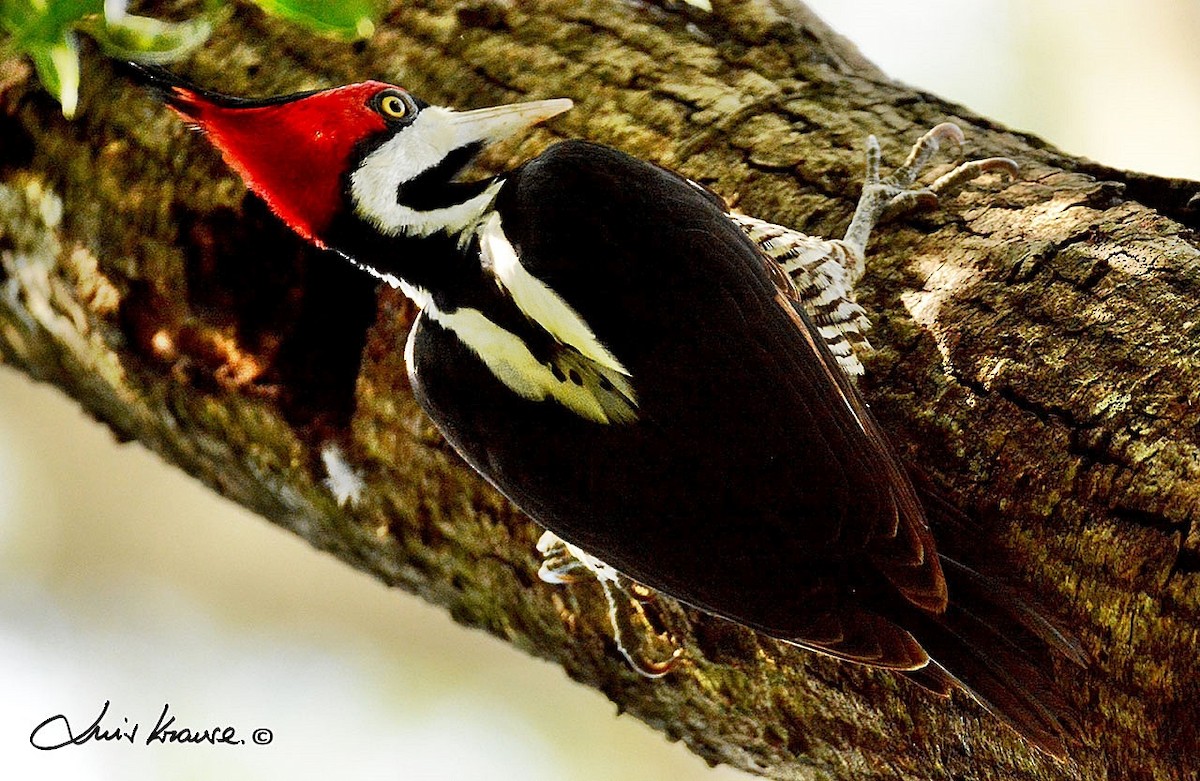 Crimson-crested Woodpecker - ML61216371