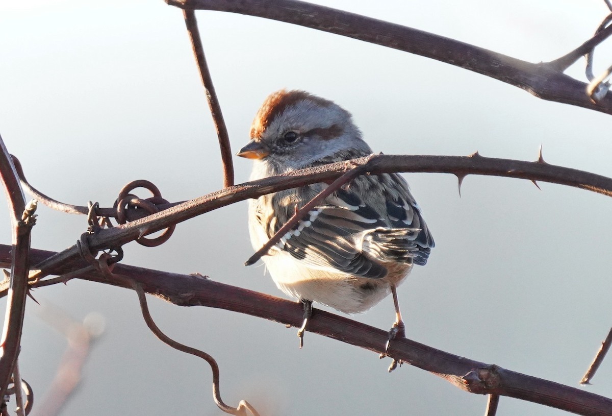 American Tree Sparrow - ML612163805