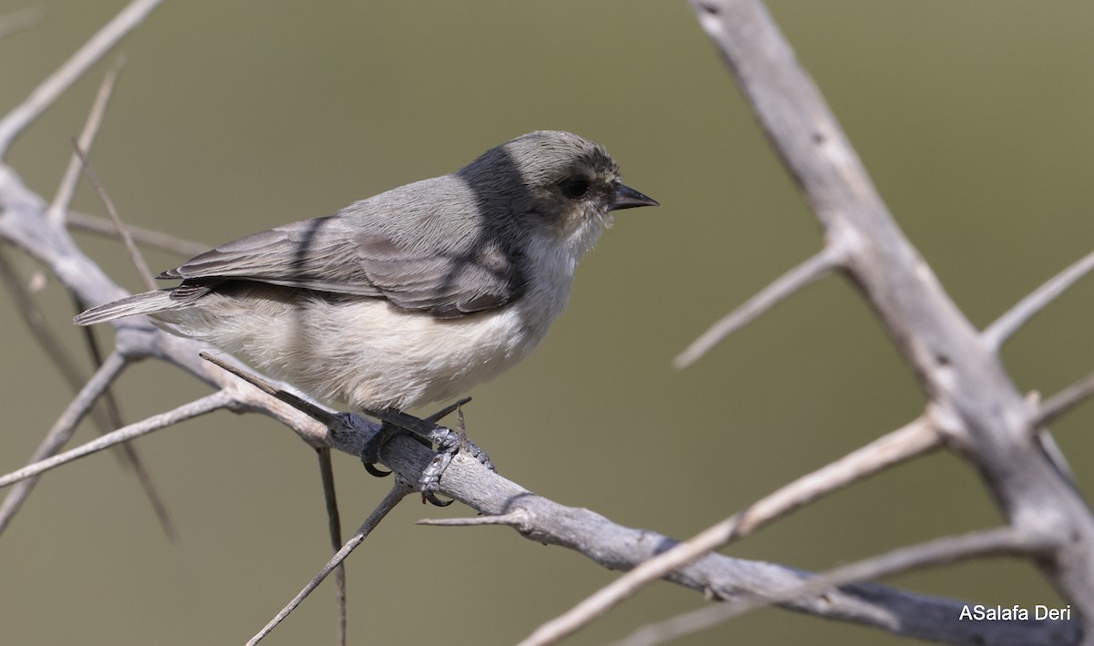 Mouse-colored Penduline-Tit - ML612163815