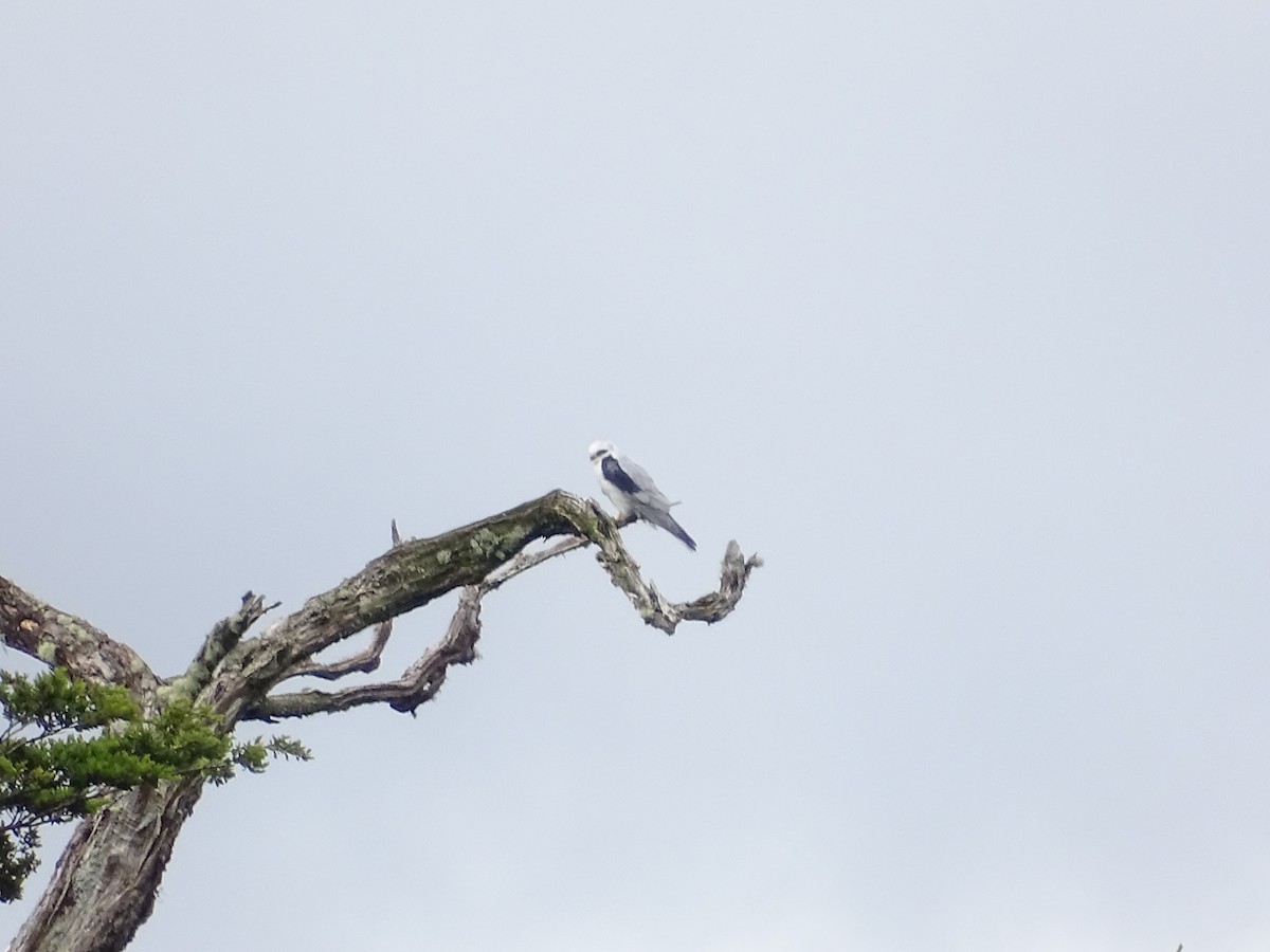 White-tailed Kite - Nicole Arcaya-Orrego