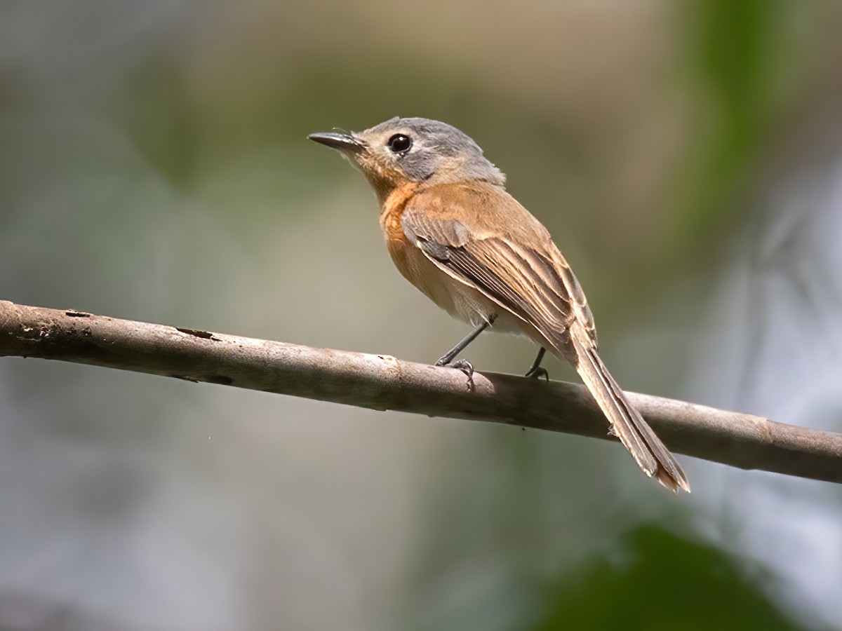 Ochre-headed Flycatcher - Myiagra cervinicauda - Birds of the World