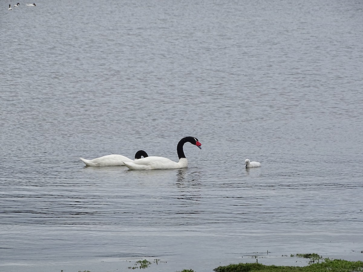 Black-necked Swan - ML612164655