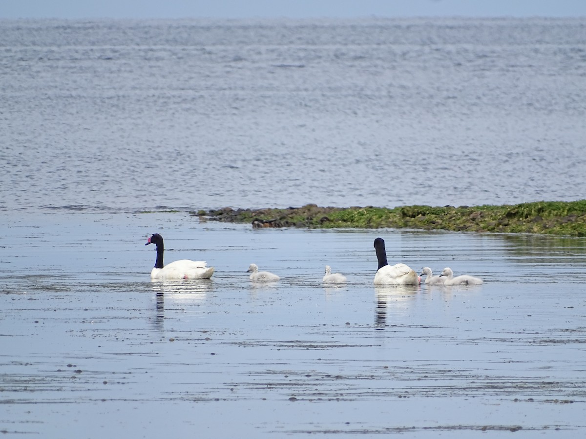 Black-necked Swan - ML612164768