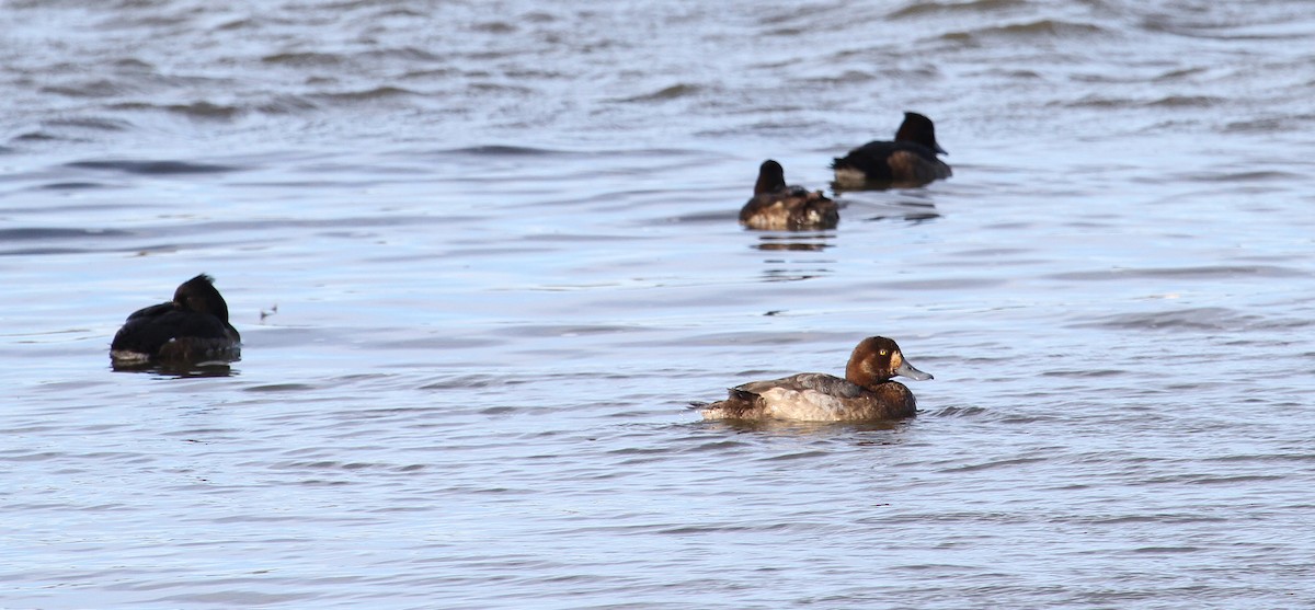 Greater Scaup - ML612164823