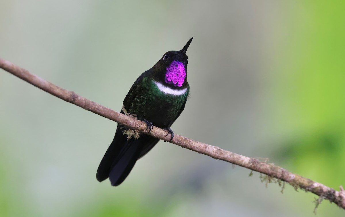 kolibřík bělolímcový - ML612165088