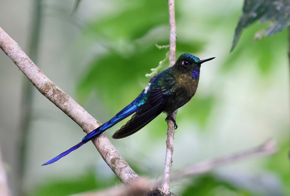 Violet-tailed Sylph - ML612165111