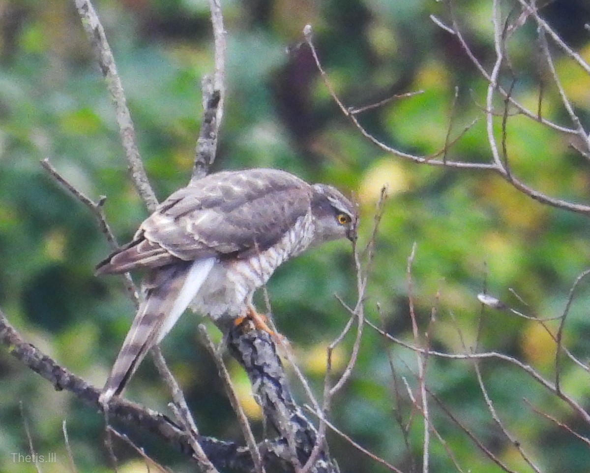 Eurasian Sparrowhawk - ML612165222