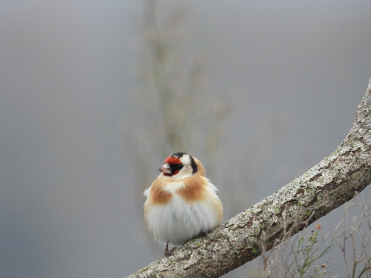 European Goldfinch - Erdem Kuruca