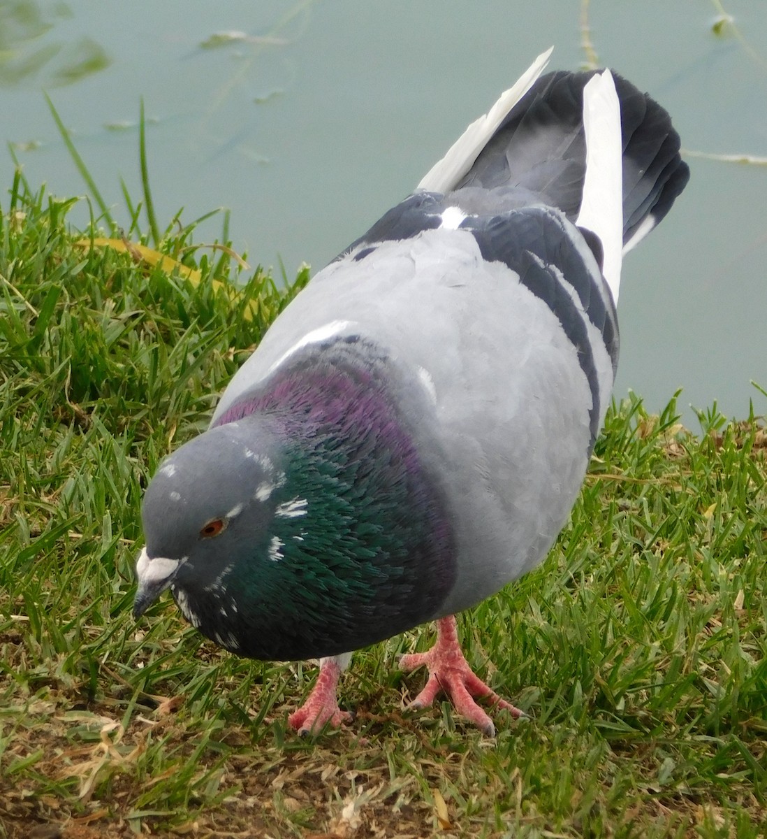 Rock Pigeon (Feral Pigeon) - ML612165408