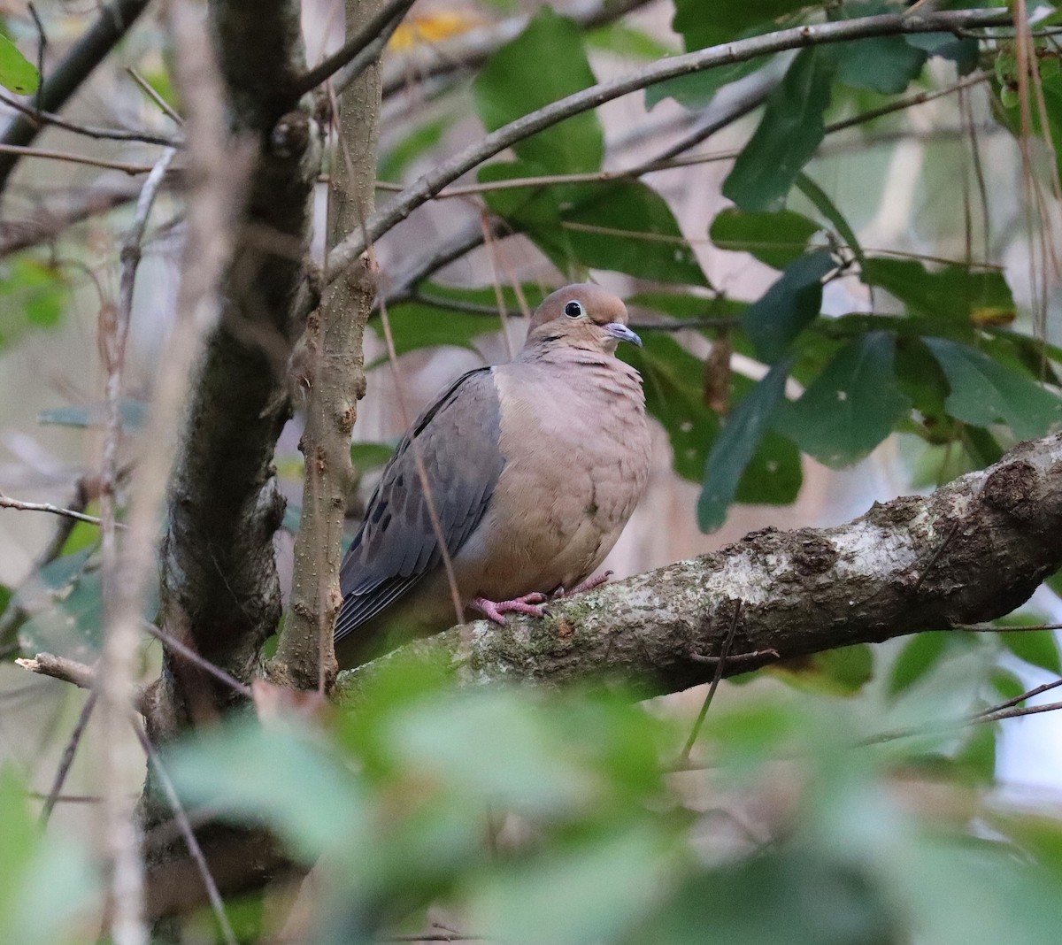 Ebird Checklist Dec Deer Run Gainesville Fl Species