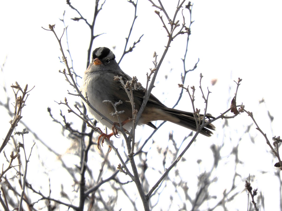 White-crowned Sparrow - ML612165974