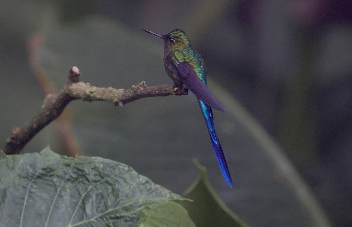 Violet-tailed Sylph - ML612166042