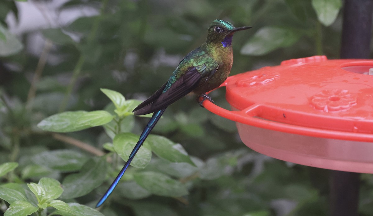 Violet-tailed Sylph - ML612166045