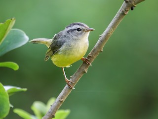  - Three-banded Warbler