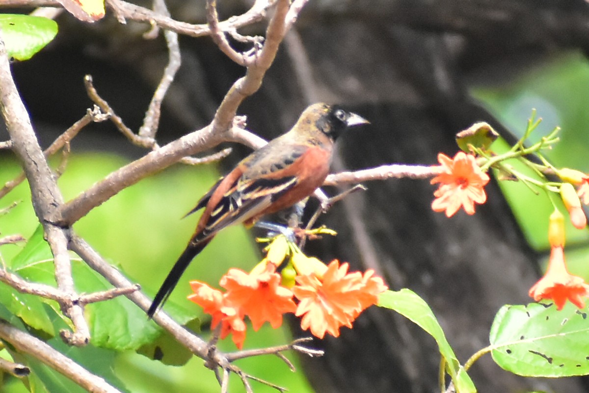 Orchard Oriole - ML612166332