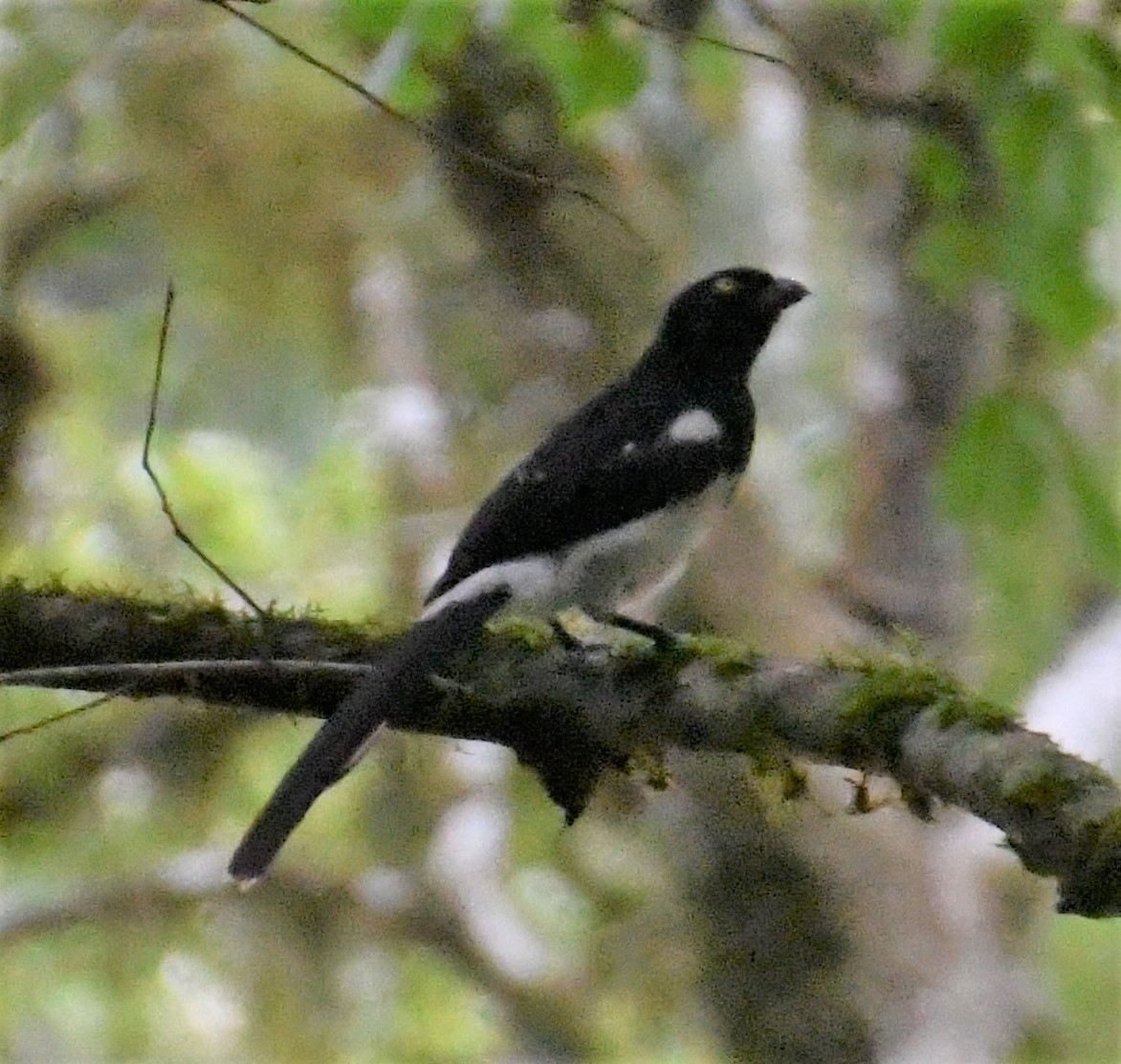 Magpie Tanager - ML612166406
