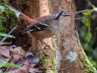  - Papuan Scrub-Robin