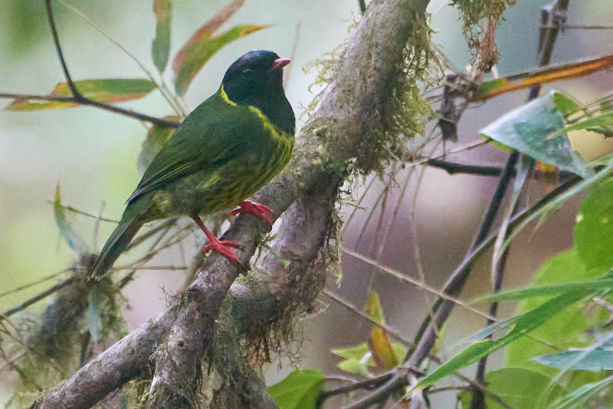 Green-and-black Fruiteater - ML612166482