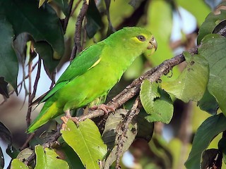  - Tepui Parrotlet